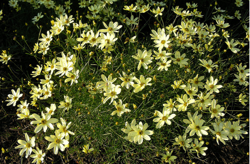 Perennial Flowers Perennial Flowers