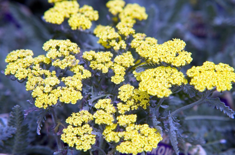 Perennial Flowers Perennial Flowers