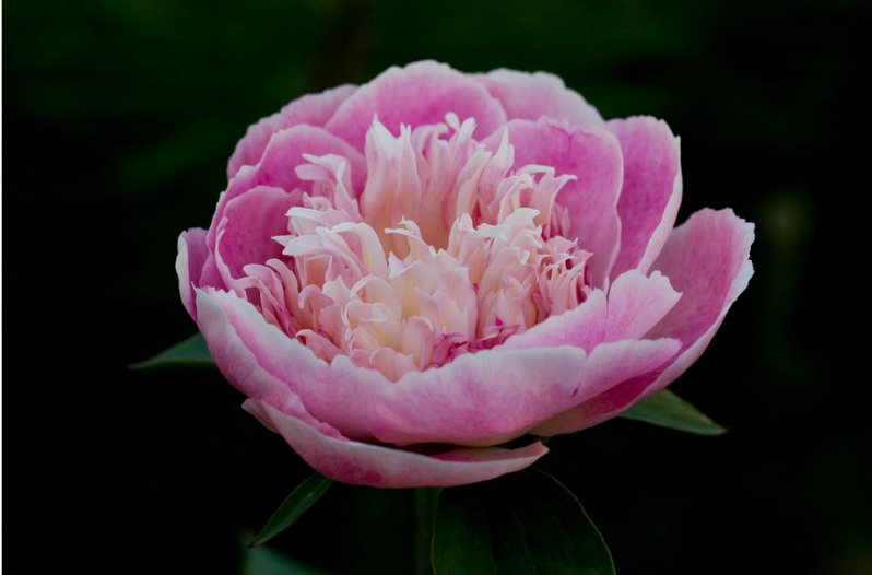 Perennial Flowers Perennial Flowers