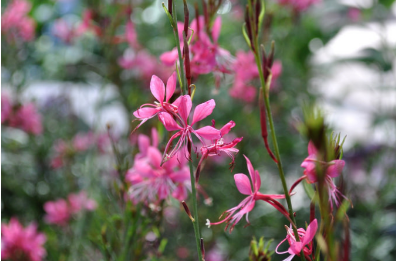 Perennial Flowers Perennial Flowers