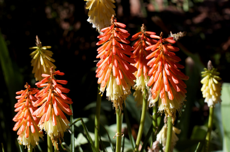 Perennial Flowers Perennial Flowers