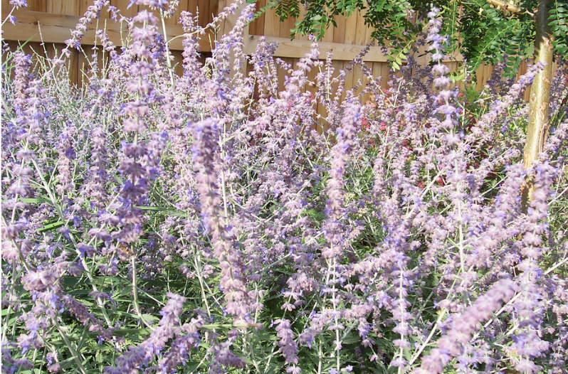 Perennial Flowers Perennial Flowers
