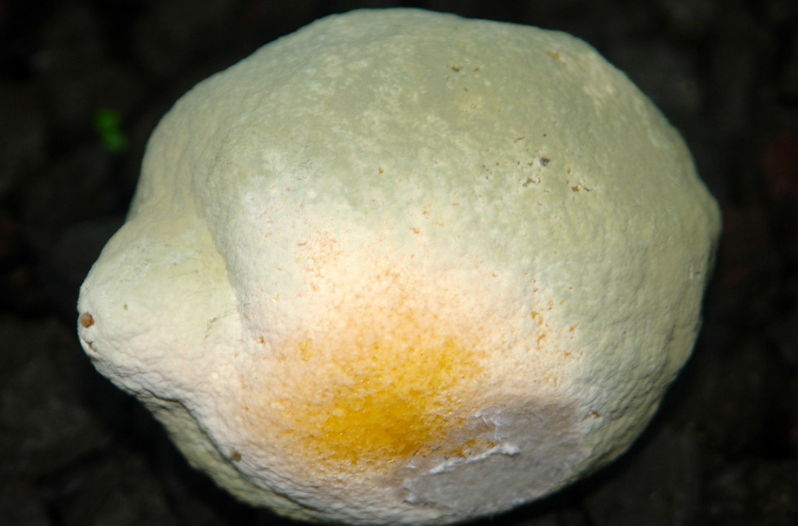 Types of Mold