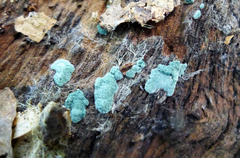 Types of Mold