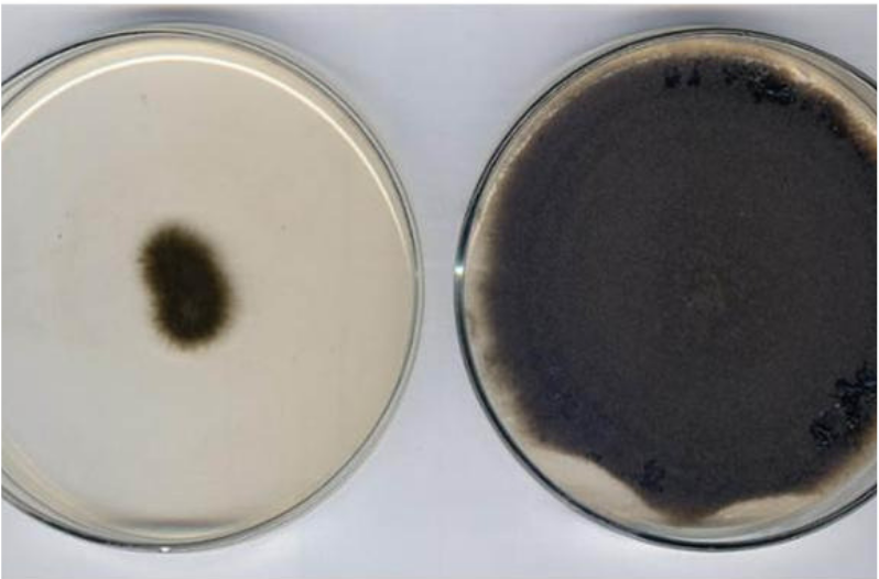 Types of Mold