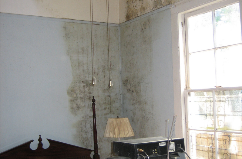 Types of Mold