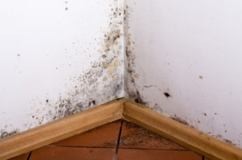 Types of Mold