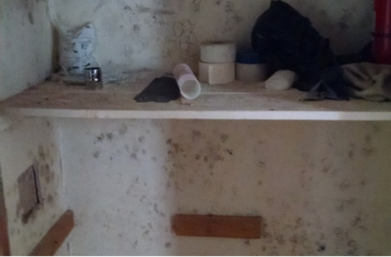 Types of Mold