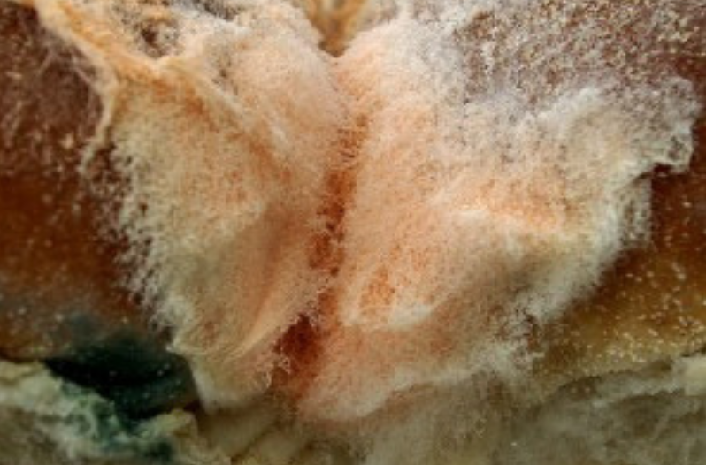 Types of Mold