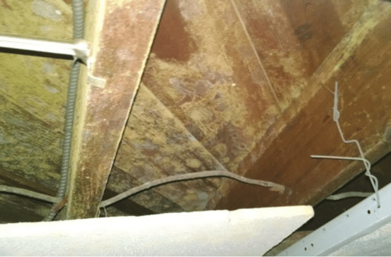 Types of Mold