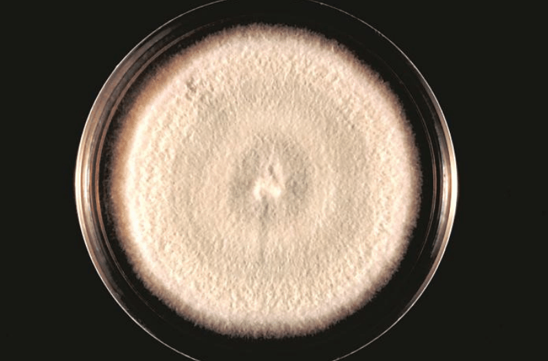 Types of Mold