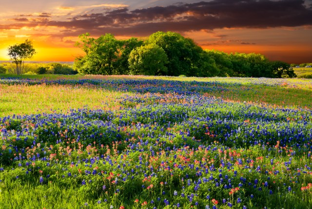 Texas Wildflower Report 2019