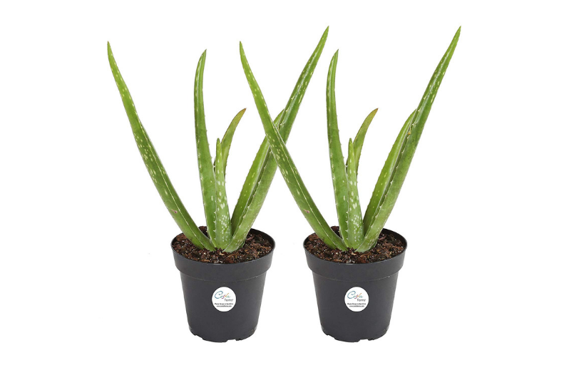 Best Indoor Succulents