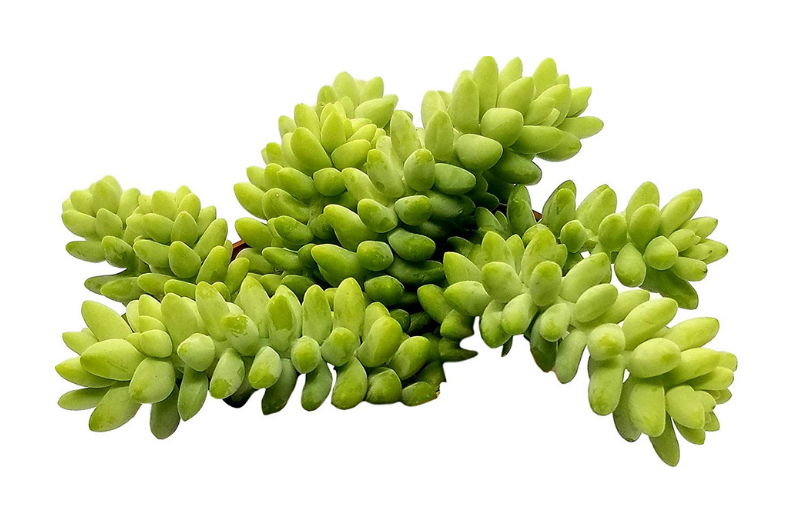 Best Indoor Succulents