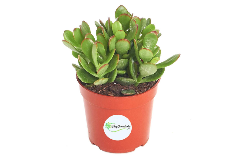 Best Indoor Succulents
