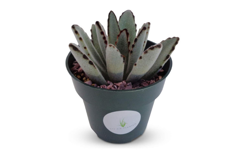 Best Indoor Succulents