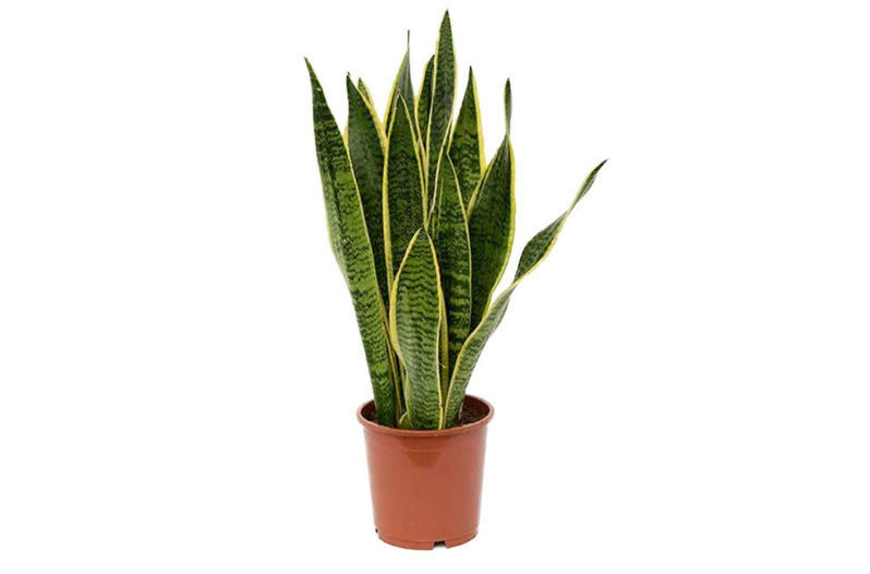 Best Indoor Succulents