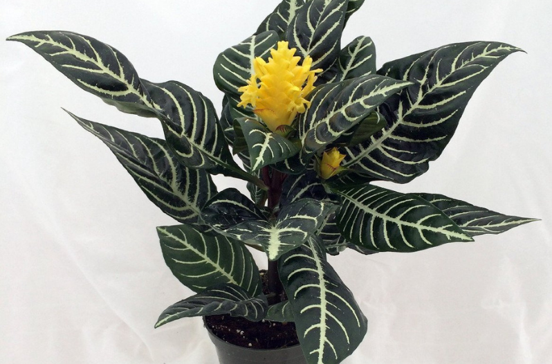 Best Indoor Succulents