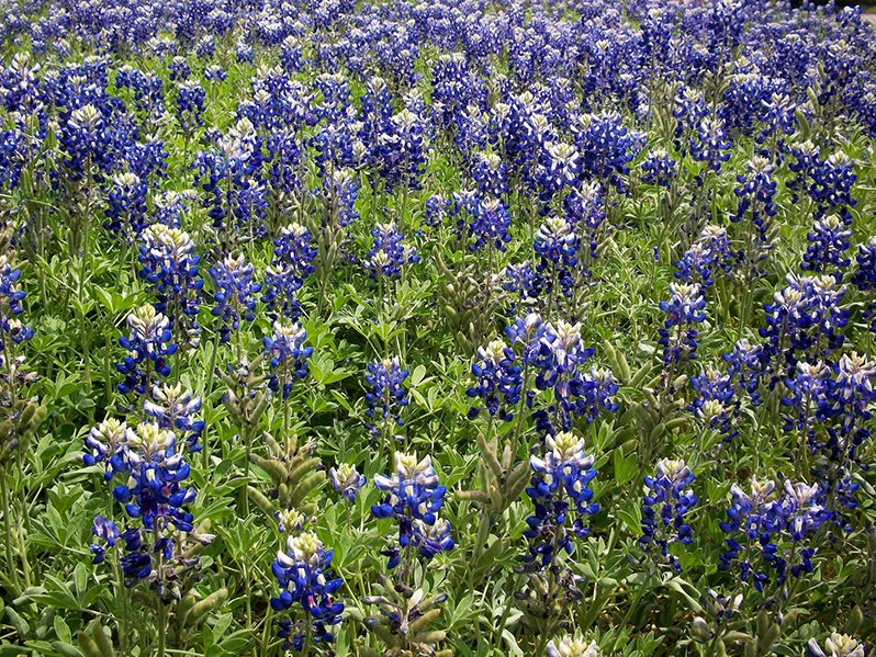 Bluebonnet Photos