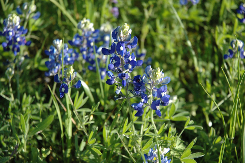 2019 Bluebonnet Festival