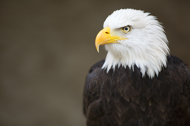 Dollywood Eagles