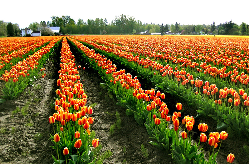 Texas Tulips