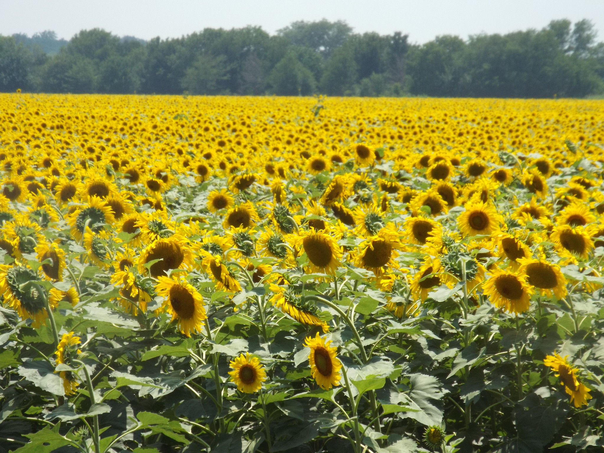 Texas Sunflower Field