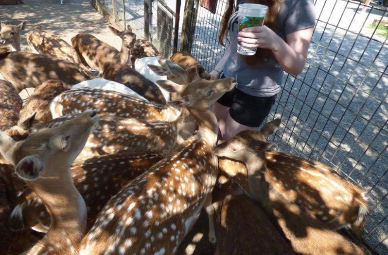 Smoky Mountain Deer Farm