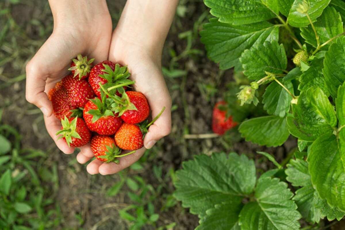 Strawberry Picking Near Me