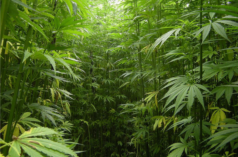 Texas Hemp