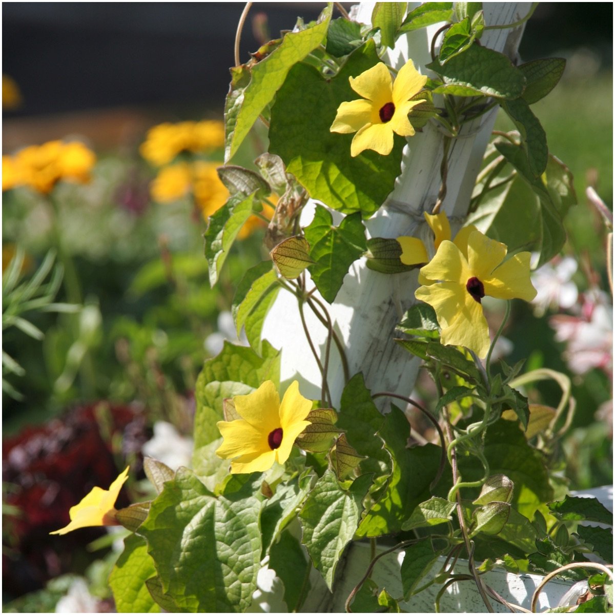 Black Eyed Susan