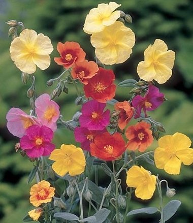 Rock Rose