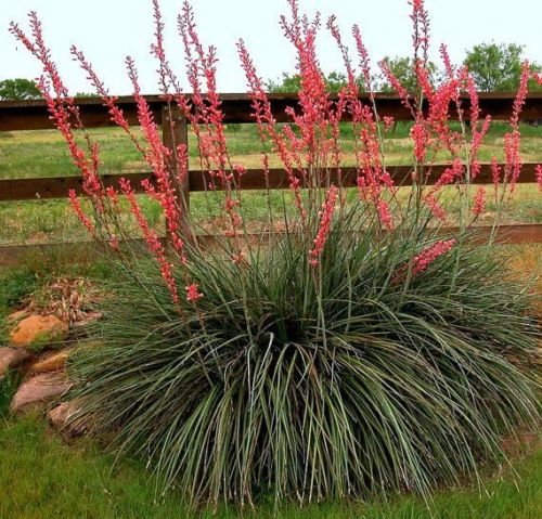 Texas Red Yucca