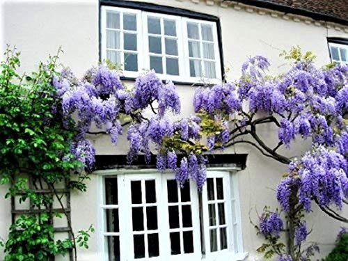 blue moon wisteria