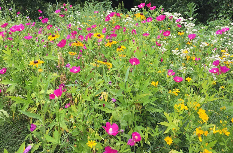 flowers