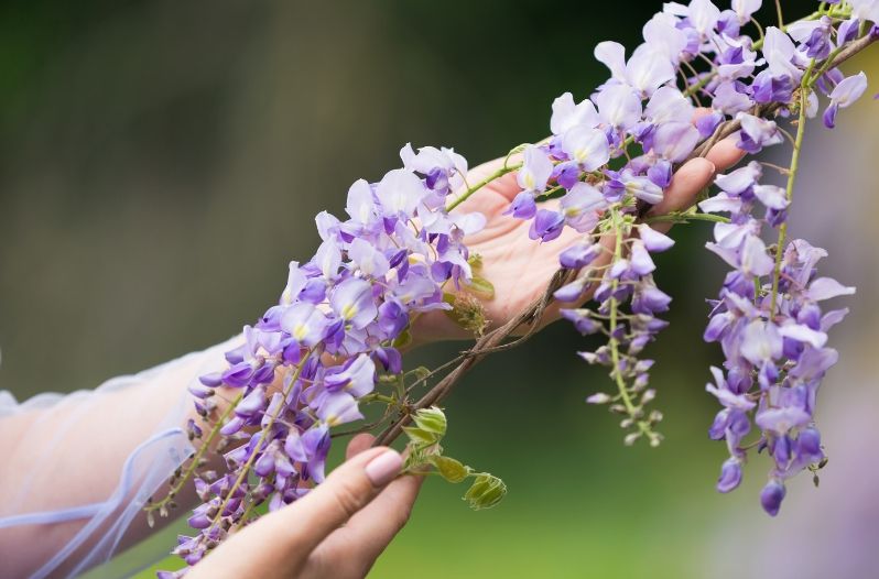 wisteria
