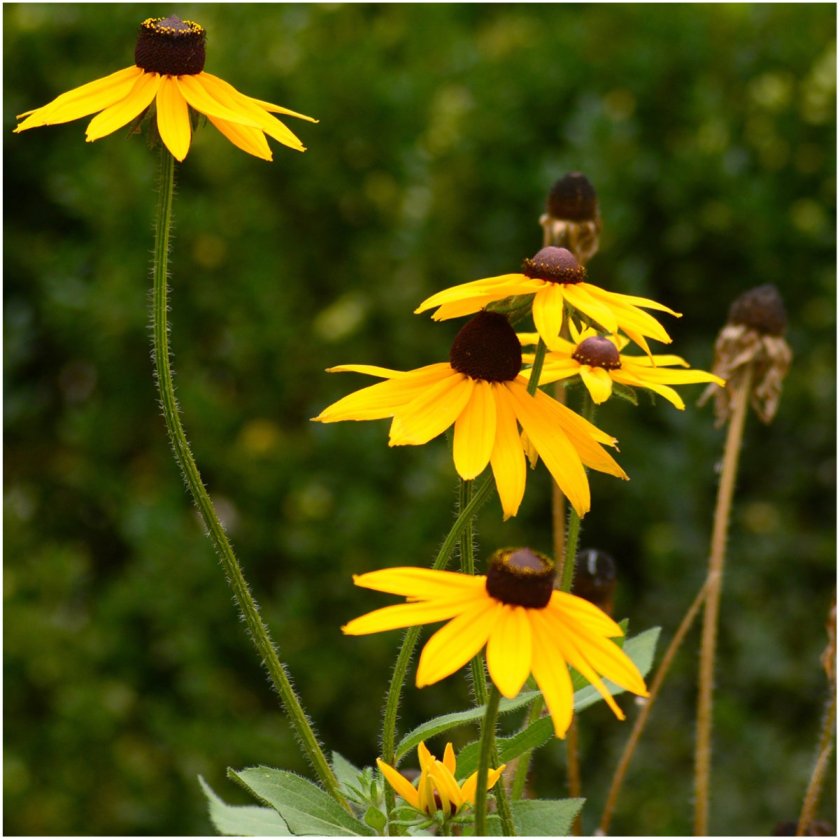 Black-Eyed Susan (Rudbeckia hirta seeds) Drought Tolerant Plants