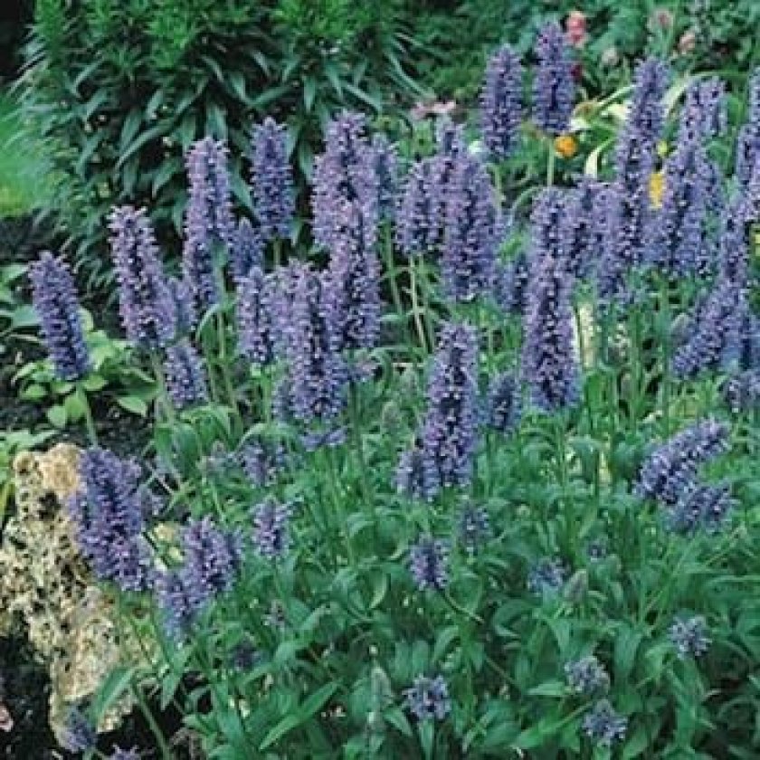 Catmint Drought Tolerant Plants