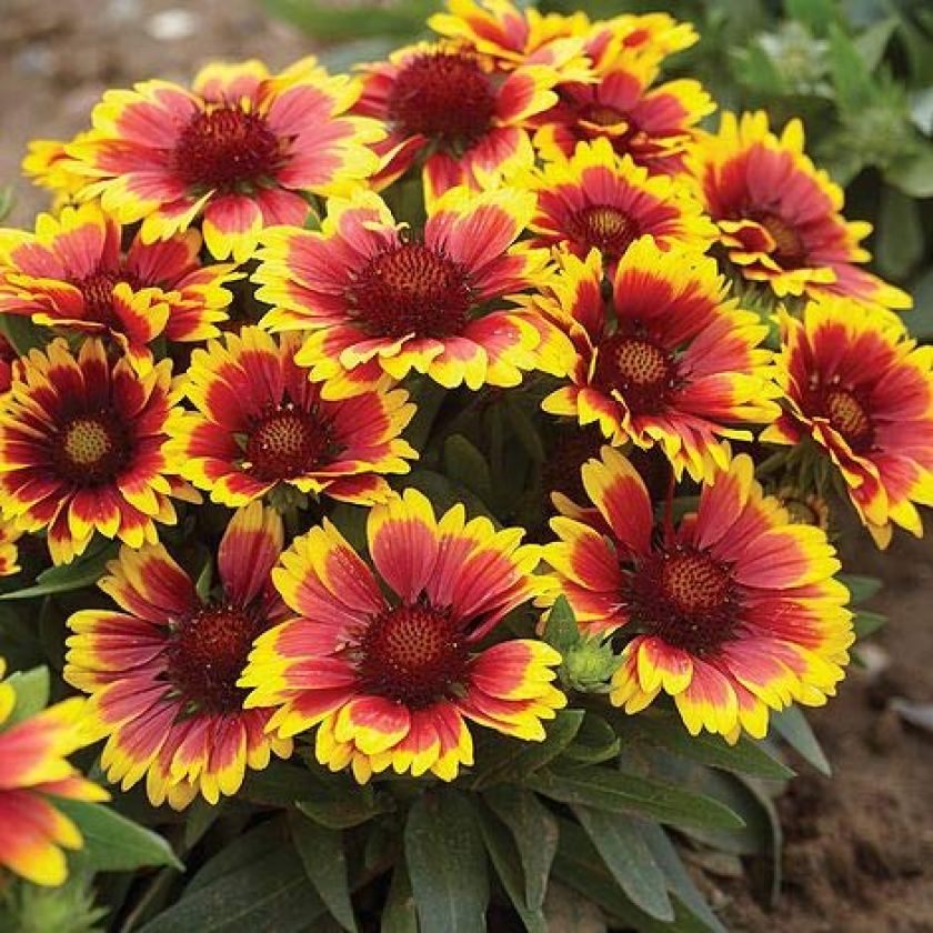 Common Gaillardia Indian Perennial Flower Seeds Drought Tolerant Plants