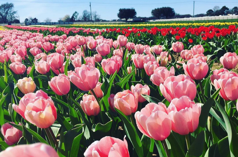 Texas Tulips
