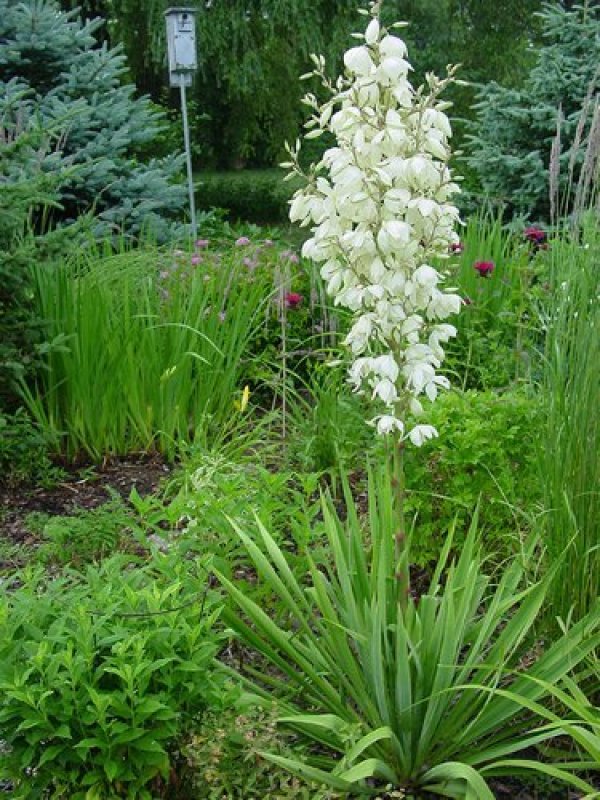 YUCCA FILAMENTOSA ADAMS NEEDLE 20+Perennial Seeds Drought Tolerant Plants
