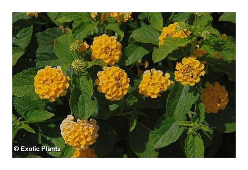 lantana seeds Drought Tolerant Plants