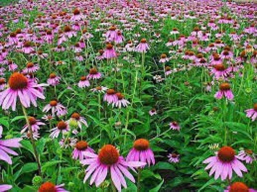 purple coneflower Drought Tolerant Plants
