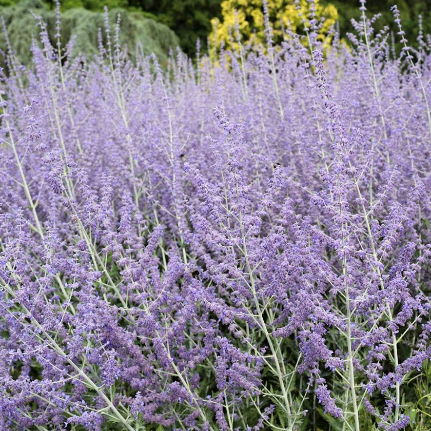 salvia seeds Drought Tolerant Plants