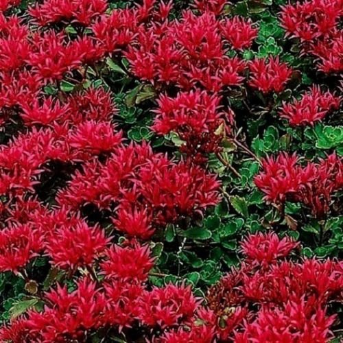 sedum seeds Drought Tolerant Plants