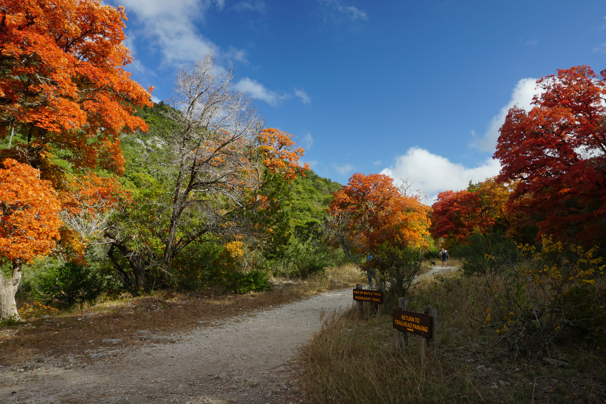 Lost Maples State Natural Area