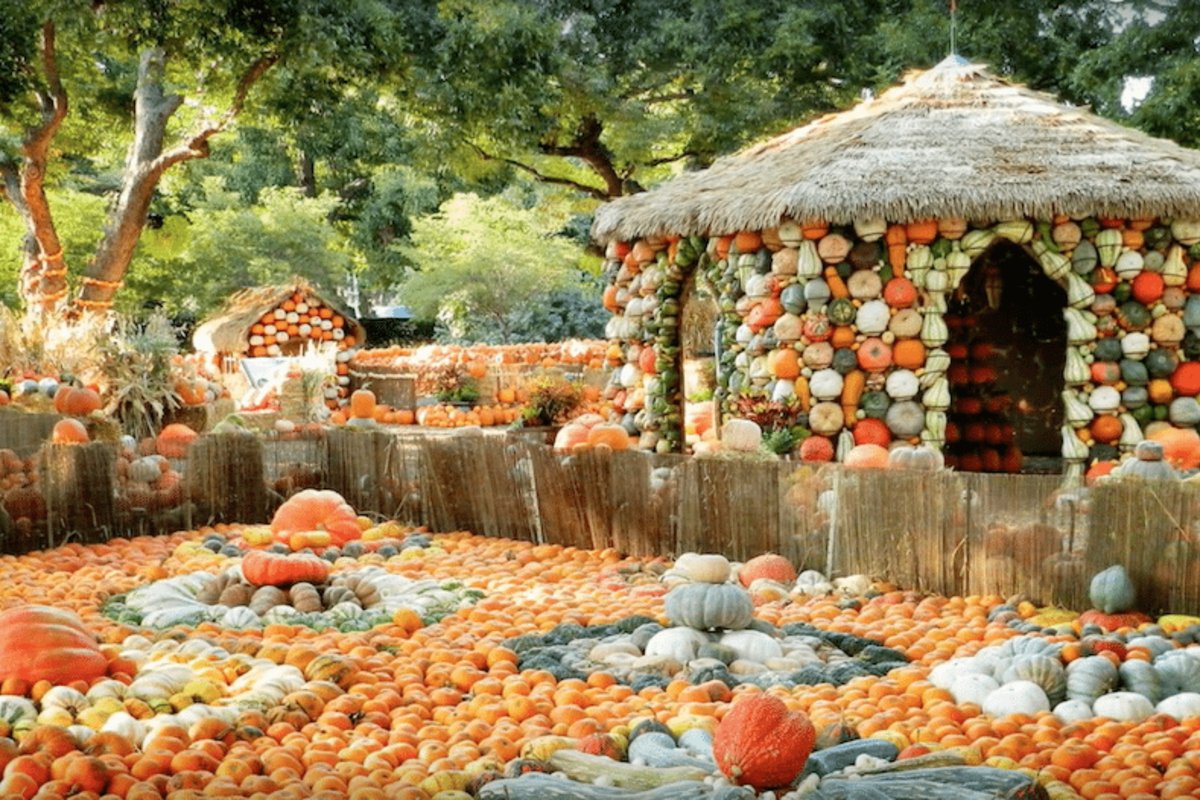 Pumpkin Wonderland