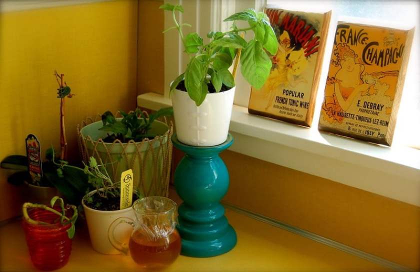 fruit fly trap