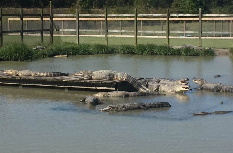 Greenwood Gator Farm