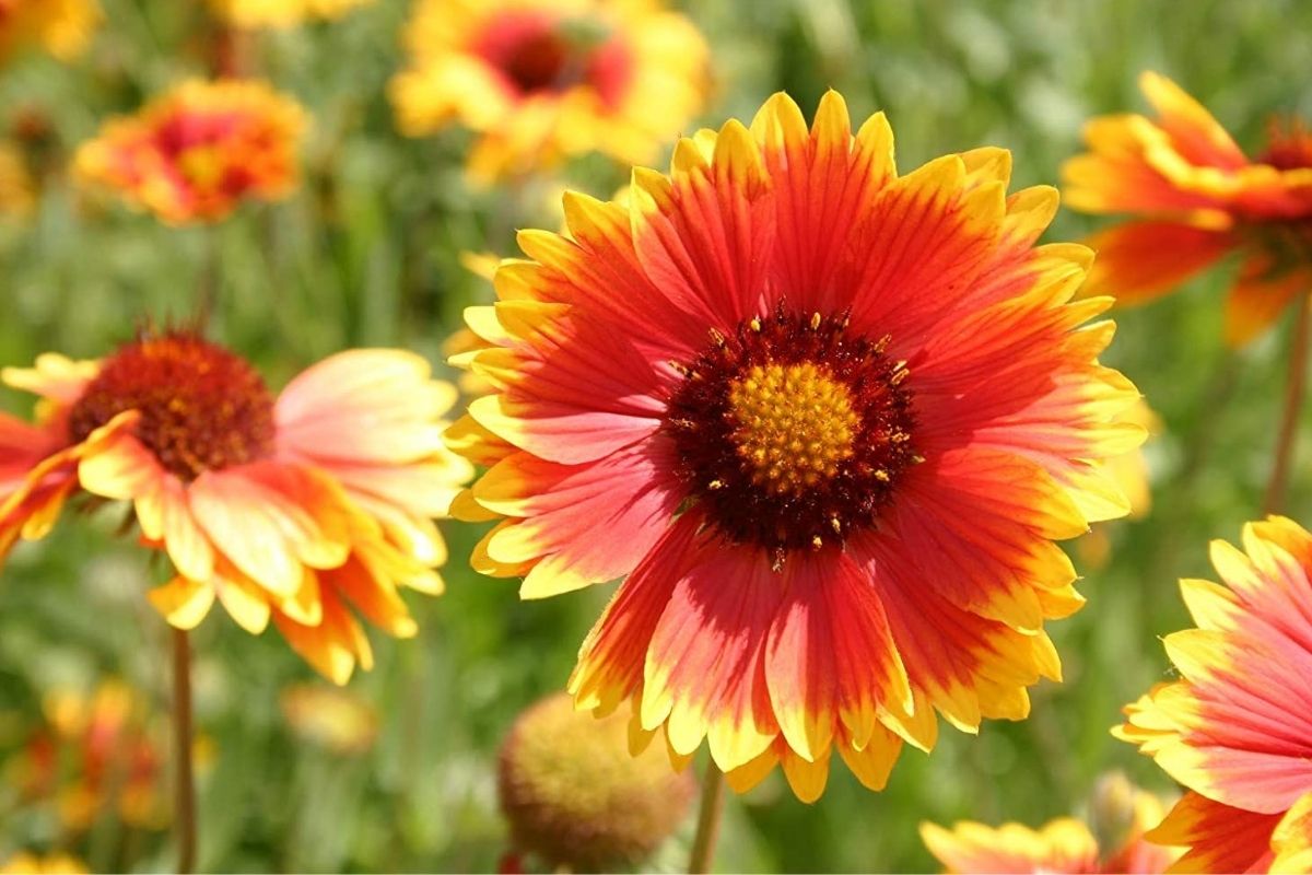 Drought Tolerant Plants